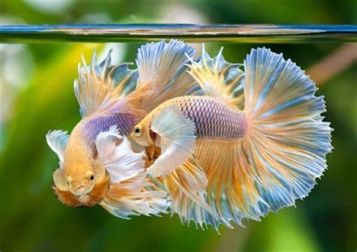 Can betta fish eat raw chicken?