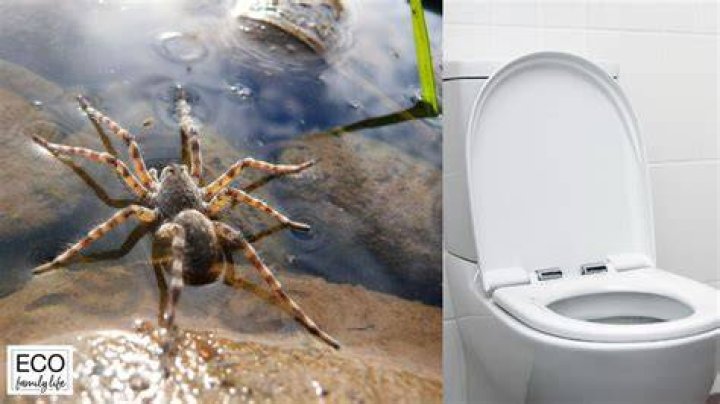 Can spiders survive being flushed down the toilet?