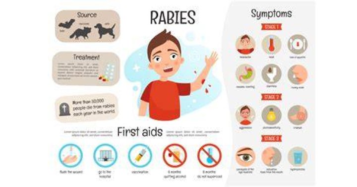 How do I make sure I don't get rabies?