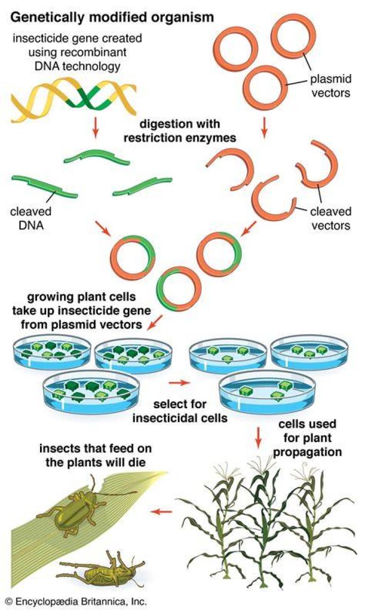 How do they genetically modify fish?