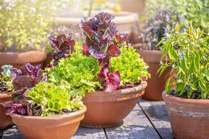 How do you keep plants healthy in pots?