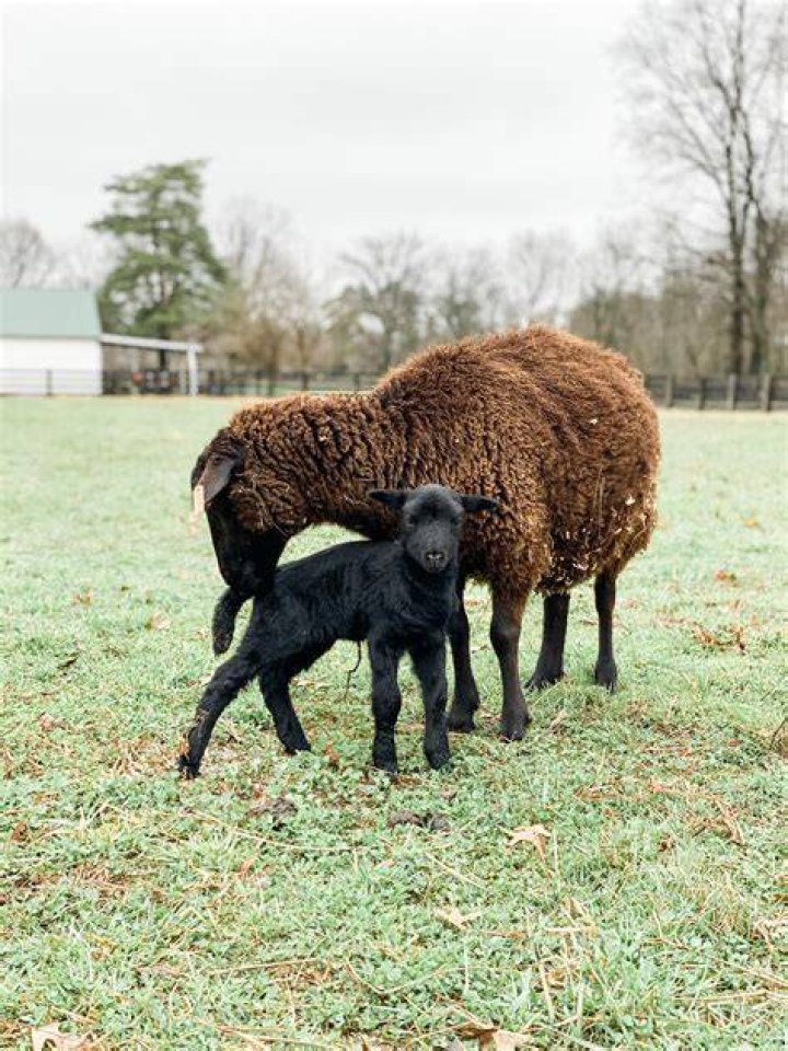 How rare is a black sheep?