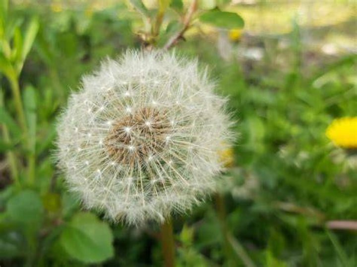 Is Dandelion a spy?