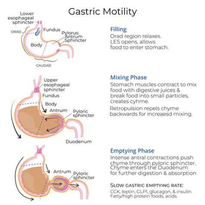 What stimulates intestinal motility?