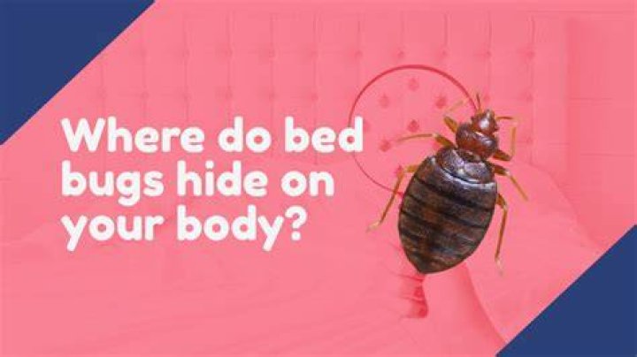 Where do bed bugs stay on your body?