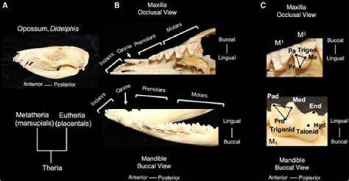 Which animal is killed for its body parts such as skin bones and teeth?