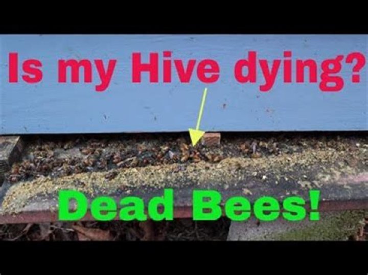 Why are there dead bees outside my hive?